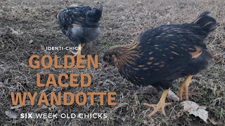 Golden Laced Wyandotte 6WeekOld Chicks [upl. by Eizzil]