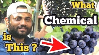 What white powder is there on my Grapes  Is it pesticide  ये सफ़ेद दाग है या ज़हर [upl. by Iccir]