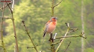 Buchfink Fringilla coelebs Chaffinch [upl. by Essilevi]