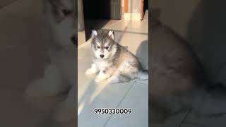 Siberian Husky price In India l Siberian Husky Puppies For Sale l Husky Rate l husky nagaland [upl. by Ferne108]