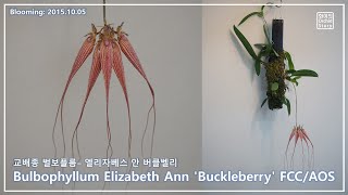 화이의 난초이야기 문어 외계인이 있는 난초 Bulbophyllum Elizabeth Ann Buckleberry FCCAOS [upl. by Brockwell]