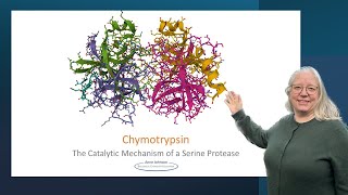 Chymotrypsin the catalytic mechanism of a serine protease [upl. by Oniratac]