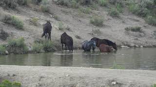 Sand Wash Basin Horse Management Area  Water Hole [upl. by Onitnelav]