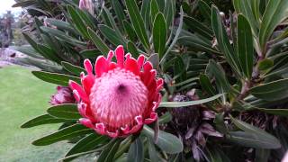 Protea  Pink Ice  sugarbushes HD 01 [upl. by Anallij]