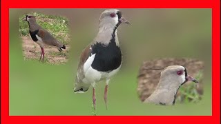 Tero Canto  Southern Lapwing Song Southern Lapwing Call Southern Lapwing  Vanellus Chilensis [upl. by Eciened]