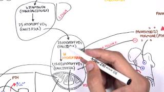 Endocrinology  Calcium and Phosphate Regulation [upl. by Hiro504]