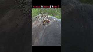 Oxpecker Bird Work like Animal Docter 🤯 shorts viralvideo [upl. by Raila]