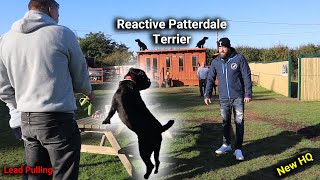 Reactive Patterdale Terrier 11 Dog Training Session With Professional Dog Trainer [upl. by Kuhn63]