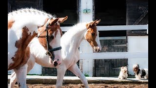 Coloured Dressage Colt  Sold [upl. by Stella885]