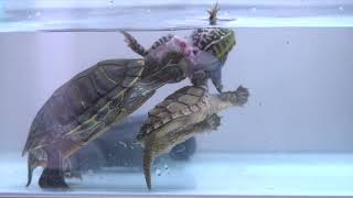 snapping turtle  red eared slider eats live giant American bullfrog warnning live feeding [upl. by Gilly]