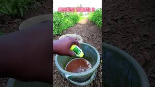 Exponus Insecticide Broflanilide 300GL SC use 🌱🌶️🌶️trendingfarming trendingshortstrendingvideo [upl. by Loreen231]