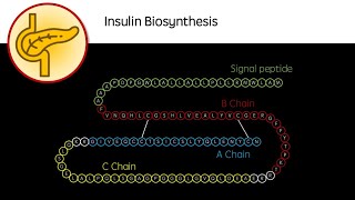 Insulin Biosynthesis [upl. by Ynaitirb]