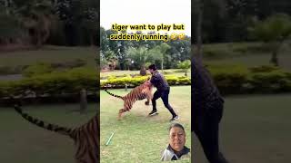 tiger green greenscreen subscribe shorts shortvideo youtubeshorts youtube fyp viral short [upl. by Eeralih]