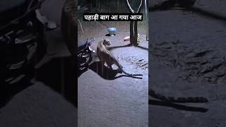 Ghar M Aaya Pahadi Tiger  Bahut Khatarnaak Bagh  Kutta Le Gya  Pahadi Hills [upl. by Edak]