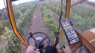 Machine Harvesting Grapes [upl. by Lunseth152]