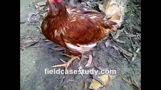 Newcastle Disease Symptoms in Chickens Newcastle Disease Virus GVII POULTRY DISEASES [upl. by Nairred]