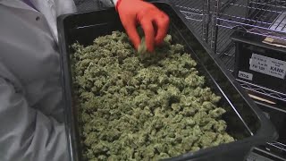 Marijuana could be rescheduled Would that make it legal nationwide [upl. by Eltsryk]