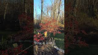 Late November and the Hawthorn trees 🌳 still have berries garden mygardentoday [upl. by Arras]