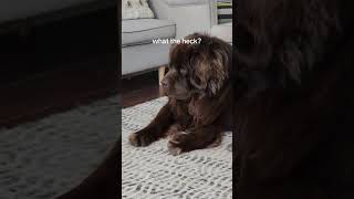 Newfoundland dog and kitten are the best of friends [upl. by Navad]