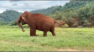 Elephant Try To Call Her Young Bull Back To The Herd  ElephantNews [upl. by Ainej11]