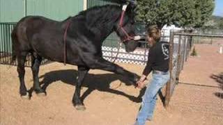 Equine and Canine Massage Therapy [upl. by Moorish]