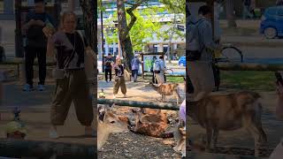 Nara Park Japan🦌🇯🇵4K [upl. by Toffey]