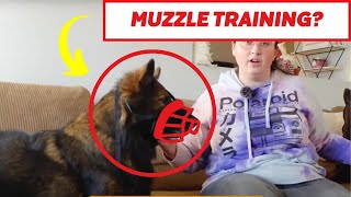 The EASIEST Way To MuzzleTrain Your Dog [upl. by Diena]