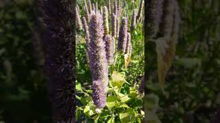 Anise Hyssop Agastache foeniculum in Mint Family Lamiaceae [upl. by Story]