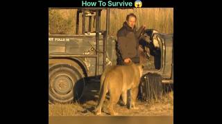 How To Survive a Lion Attack 👍 [upl. by Ecerahs]