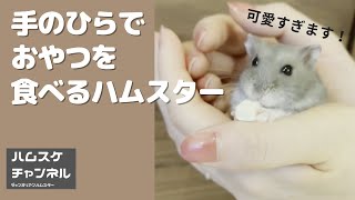 手のひらでおやつを堪能した後、お返しをくれるハムスター ASMR Shorts 【ジャンガリアン】hamster gave me a present after enjoying snack [upl. by Eenhat684]