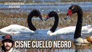 Cisne cuello negro 4K Cygnus melancoryphus Black necked Swan Cisne de pescoco preto cuellinegro [upl. by Lazaruk]