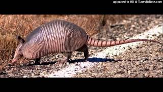 ARMADILLO BY MORNING  David Petete [upl. by Auoz]