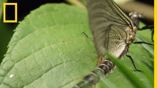 Les éphémères insectes surprenants [upl. by Joelly]