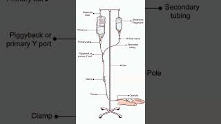 Pharmacy students pharmastic humananatomy [upl. by Lundeen]