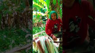 Pag haharvest ng Abaca ni Benhard Awanon │Abaca Hunters [upl. by Odranoel]