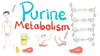 Purine Metabolism De Novo Salvage Degradation Uric Acid [upl. by Onibag]