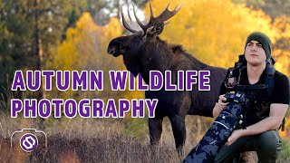 Scott Hill Photography  Autumn Wildlife Photography – Moose Rut Porcupine Nuthatch Canon R5 [upl. by Nodnar214]