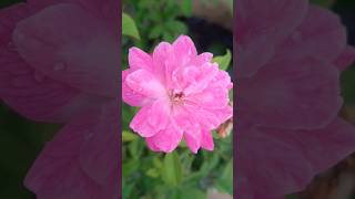 Tu phool h chaman bahar kitrending song naturebeauty viralvideo shortvideo [upl. by Atteyram104]