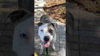 Why This Stunning BlueEyed Dog Is Still Homeless shorts doglover dogadoption dog [upl. by Zsa]