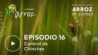 Control de Chinches en Arroz [upl. by Elleirda]