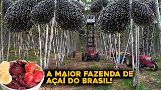 A INCRÃVEL MAIOR FAZENDA DE AÃ‡AÃ DO MUNDO QUE FICA NO BRASIL [upl. by Kuebbing106]