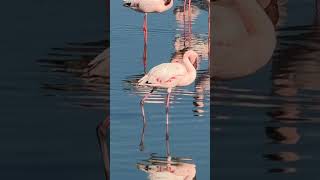 Retirement Travelers Pink Flamingos in Walvis Bay Namibia shorts [upl. by Jessabell]