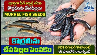 Koramenu Fish Farming  కొర్రమీను చేపలు  Murrel Fish Farming  Koramenu Fish Seeds  Aqua Factory [upl. by Weiner]