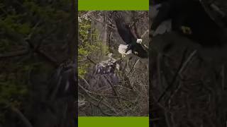 the best bald eagle vs golden eagle eagleking [upl. by Osrick]