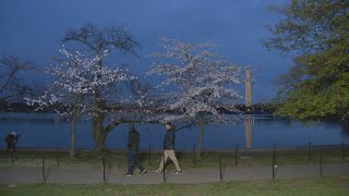 CHERRY BLOSSOM CAM PEAK BLOOM WATCH  FOX 5 DC [upl. by Eenhpad]