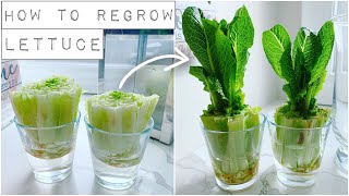 How To Regrow Lettuce With Just Water [upl. by Luapleahcim]