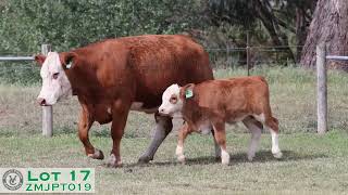 Lot 17 ZMJPT019 VC Simmentals Online Herd Reduction Sale 2024 [upl. by Bernie525]