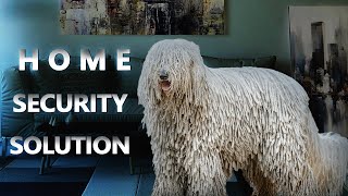 THE KOMONDOR DOG  BEST DOG TO PROTECT YOUR HOME FROM BURGLARS [upl. by Korwin318]