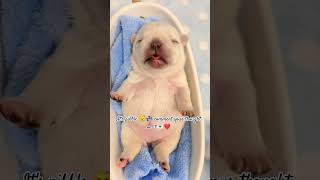 Its pibble 😴💤 comment your thought on it💌❤️ youtubeshortscutetrendingshorts trendingshortvideo [upl. by Arakaj]