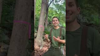 Why Im Flagging 🚩 Sugar Maple Trees 🍁 trees diy farming homesteading [upl. by Neeoma386]